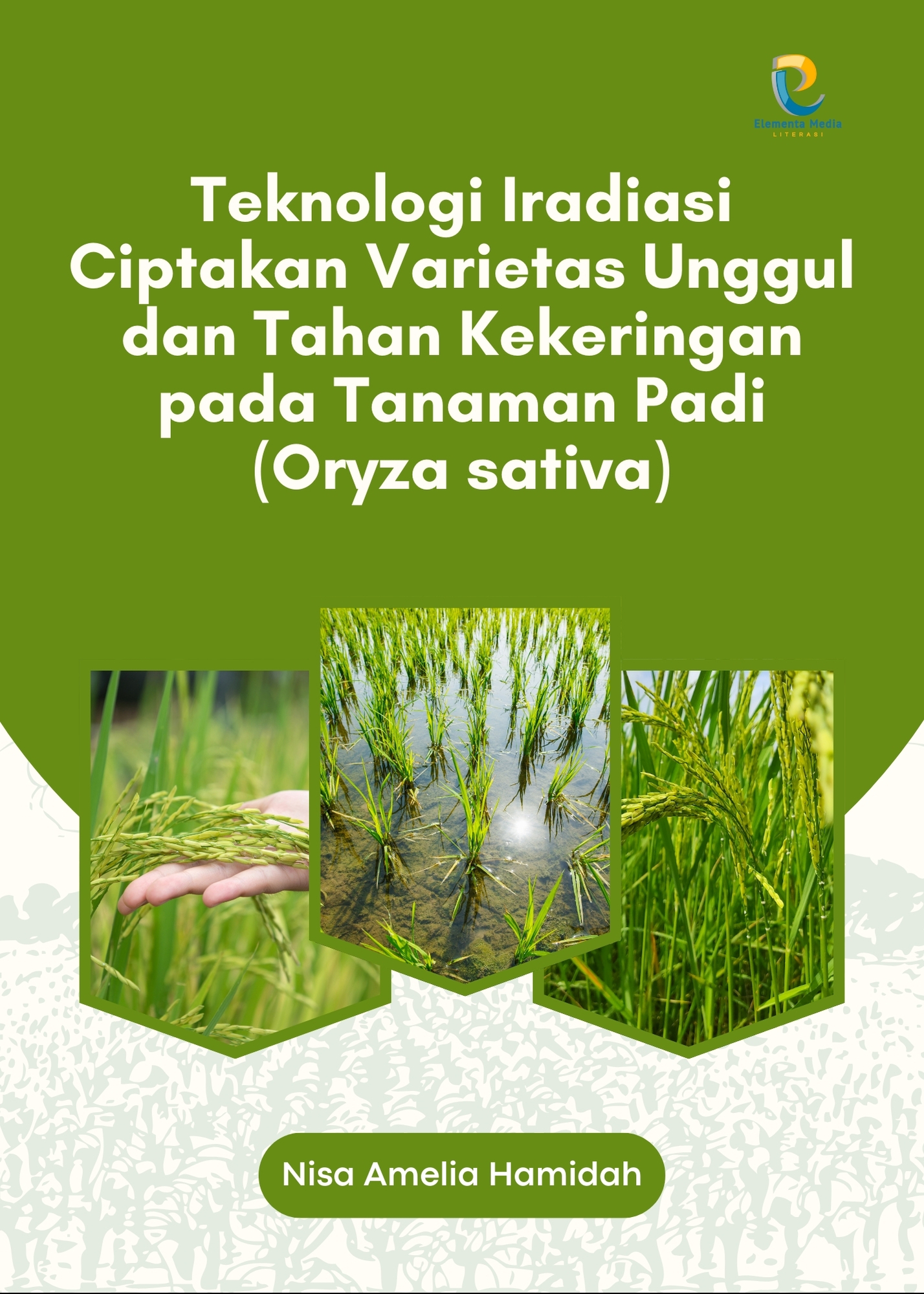 Teknologi Iradiasi Ciptakan Varietas Unggul dan Tahan Kekeringan pada Tanaman Padi (Oryza sativa)